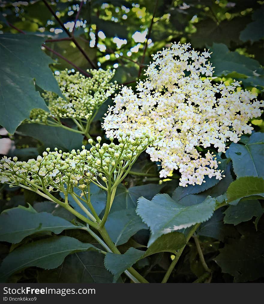 Plant, Nannyberry, Flora, Viburnum