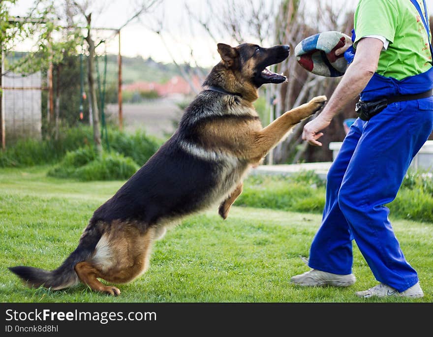 Dog, Old German Shepherd Dog, Dog Like Mammal, Dog Breed