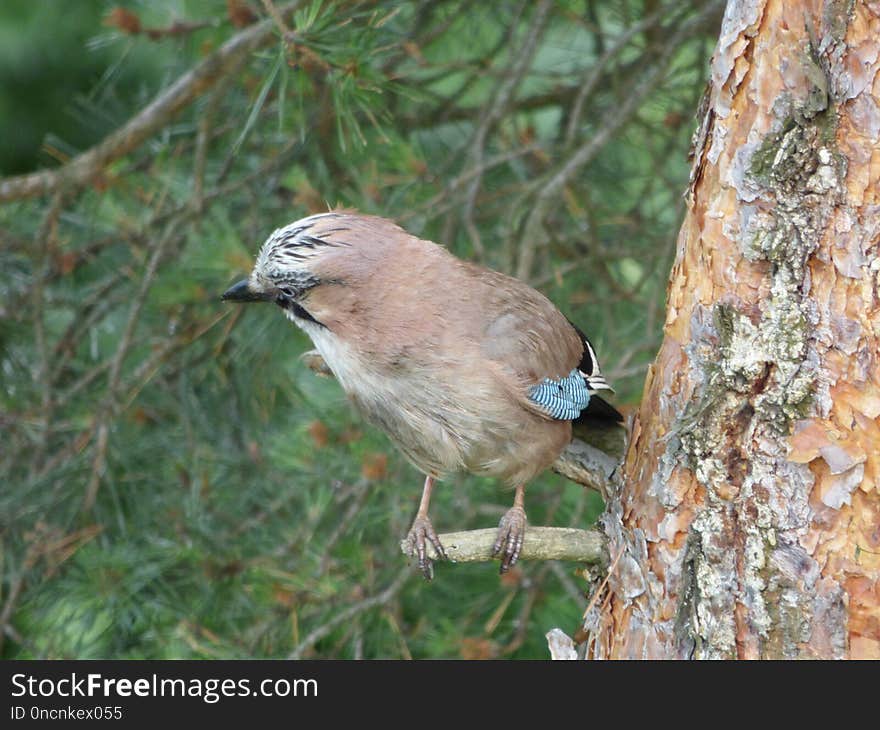 Bird, Fauna, Beak, Sparrow