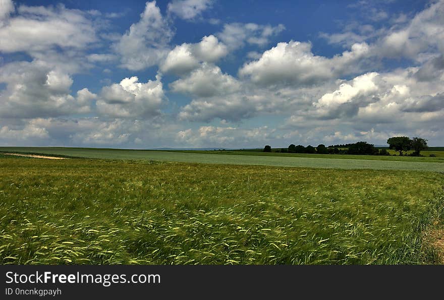 Grassland, Sky, Field, Ecosystem