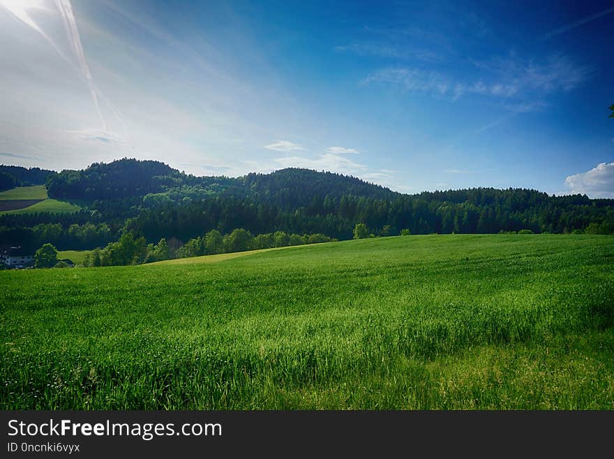 Grassland, Sky, Nature, Green