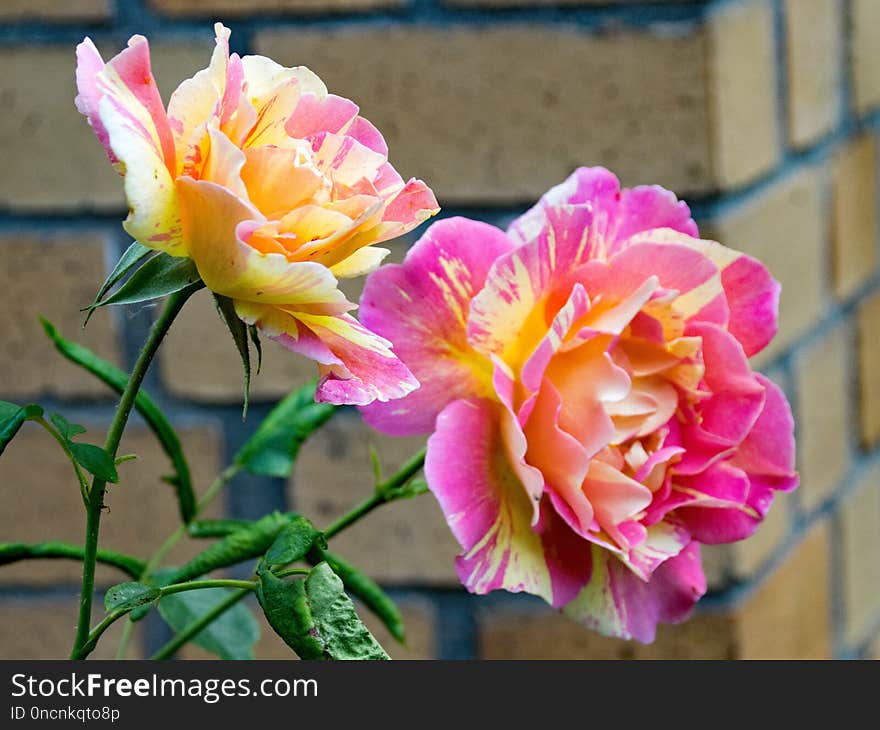 Flower, Rose, Rose Family, Flowering Plant