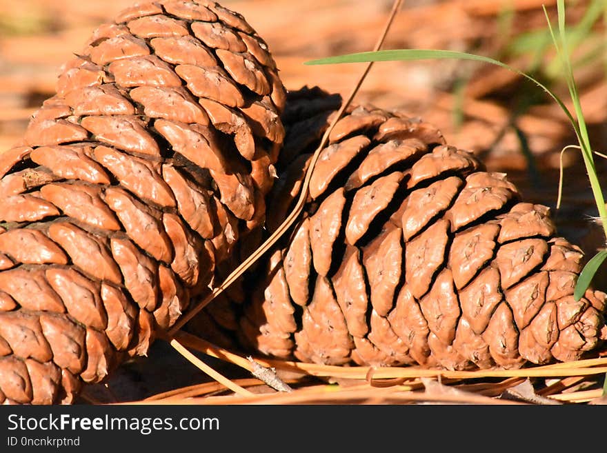 Material, Conifer Cone, Tree, Pine Nut