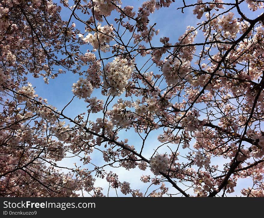 Blossom, Branch, Sky, Tree