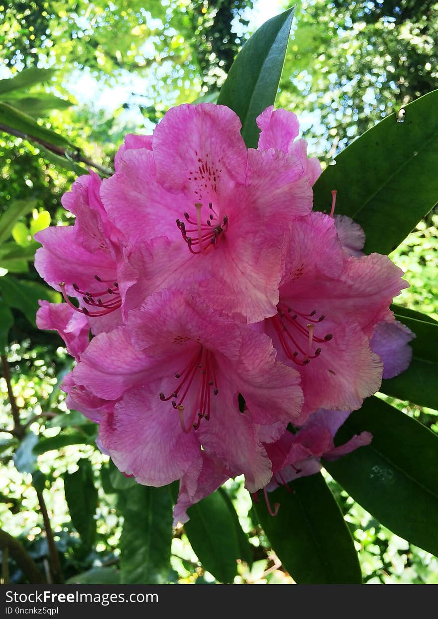 Flower, Plant, Woody Plant, Flowering Plant