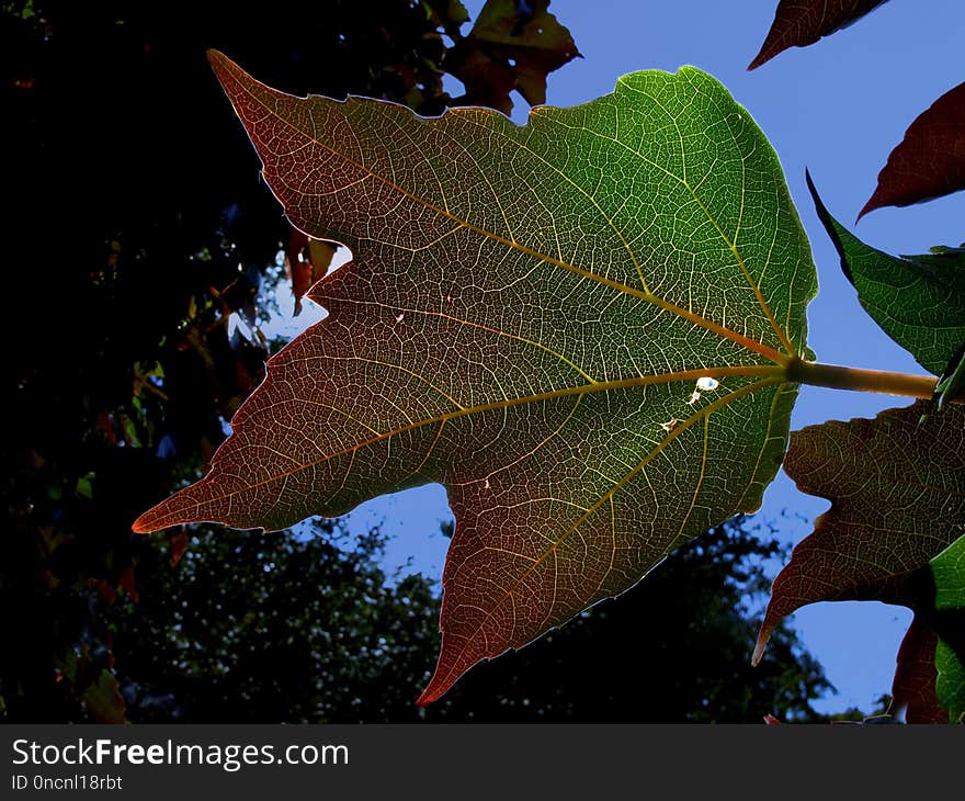 Leaf, Plant, Flora, Moisture