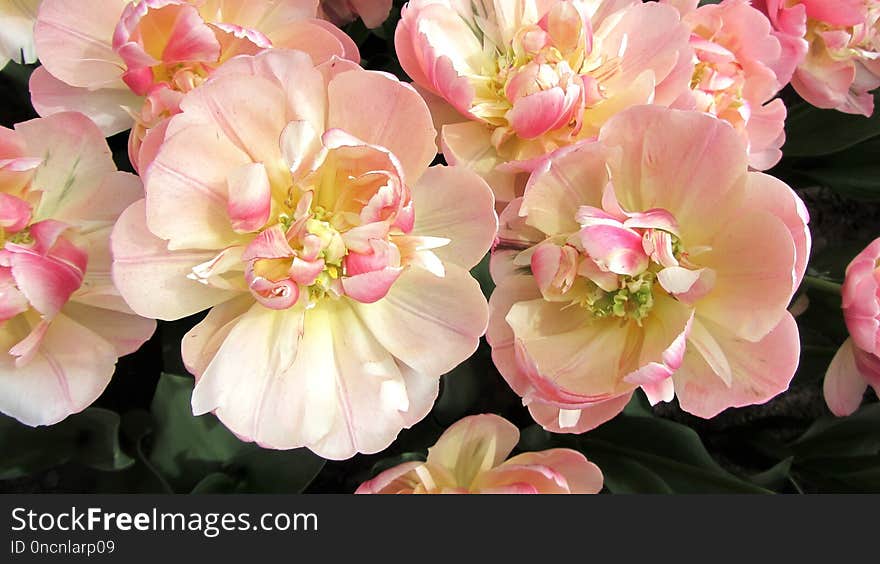 Flower, Pink, Flowering Plant, Plant