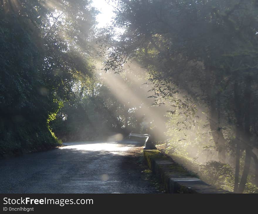 Nature, Road, Tree, Vegetation