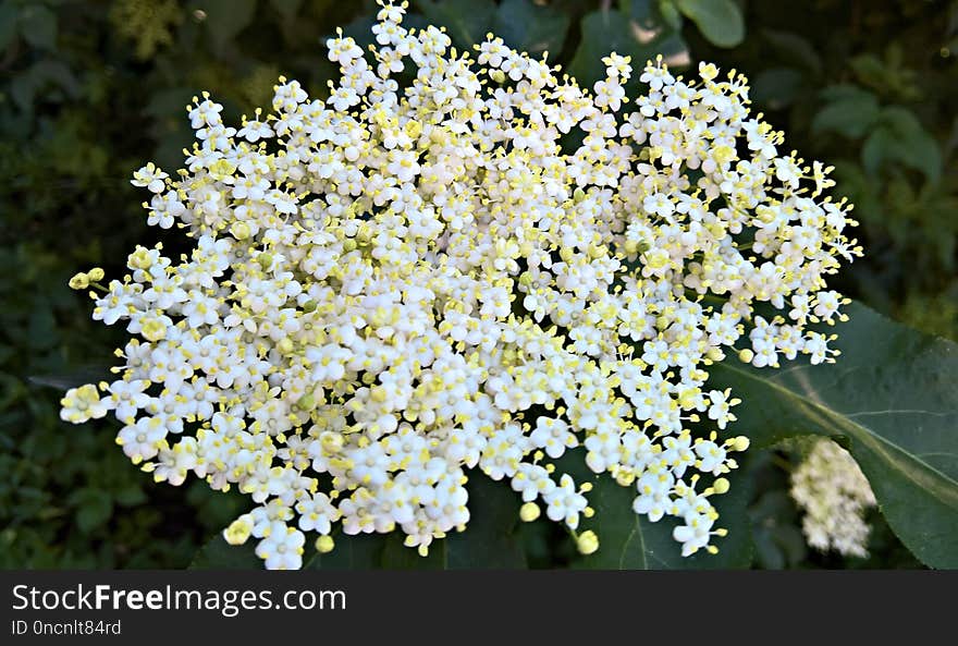 Plant, Flower, Nannyberry, Flowering Plant