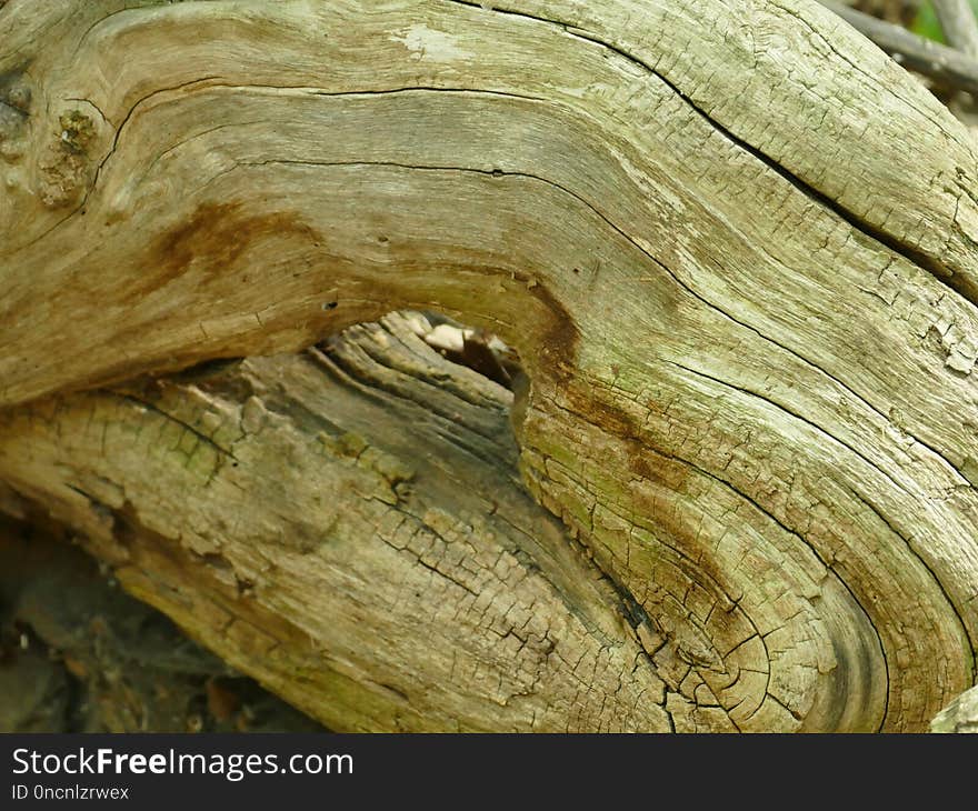 Wood, Trunk, Tree, Rock