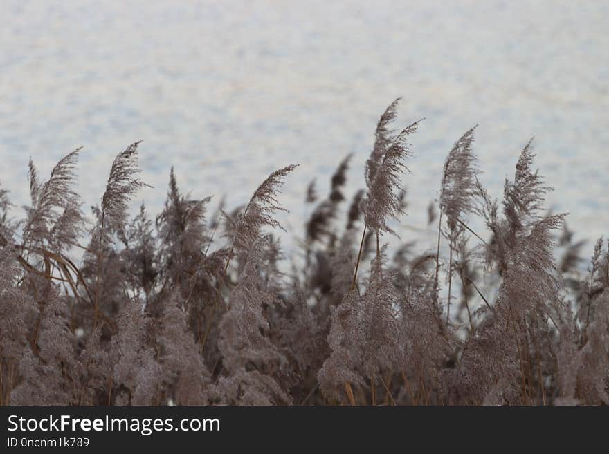 Phragmites, Grass Family, Grass, Sky