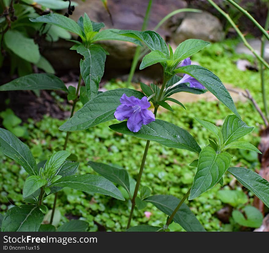 Plant, Flora, Herb, Flower