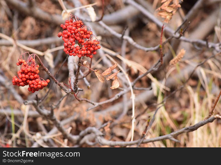 Flora, Plant, Spring, Berry