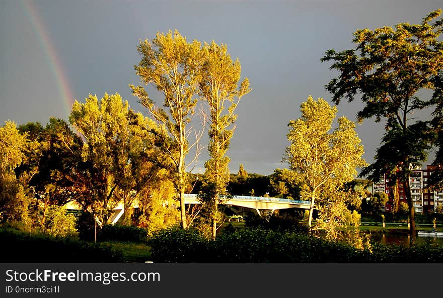 Nature, Tree, Yellow, Woody Plant