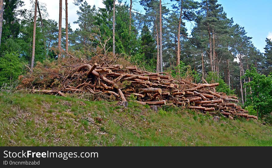 Tree, Logging, Biome, Forest