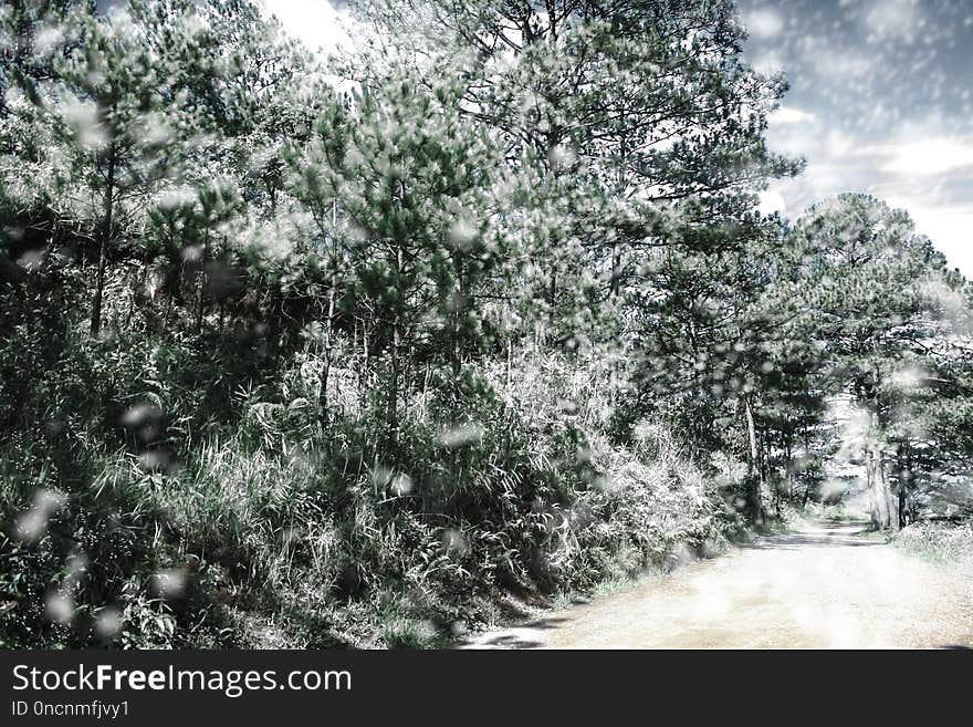 Tree, Nature, Vegetation, Winter