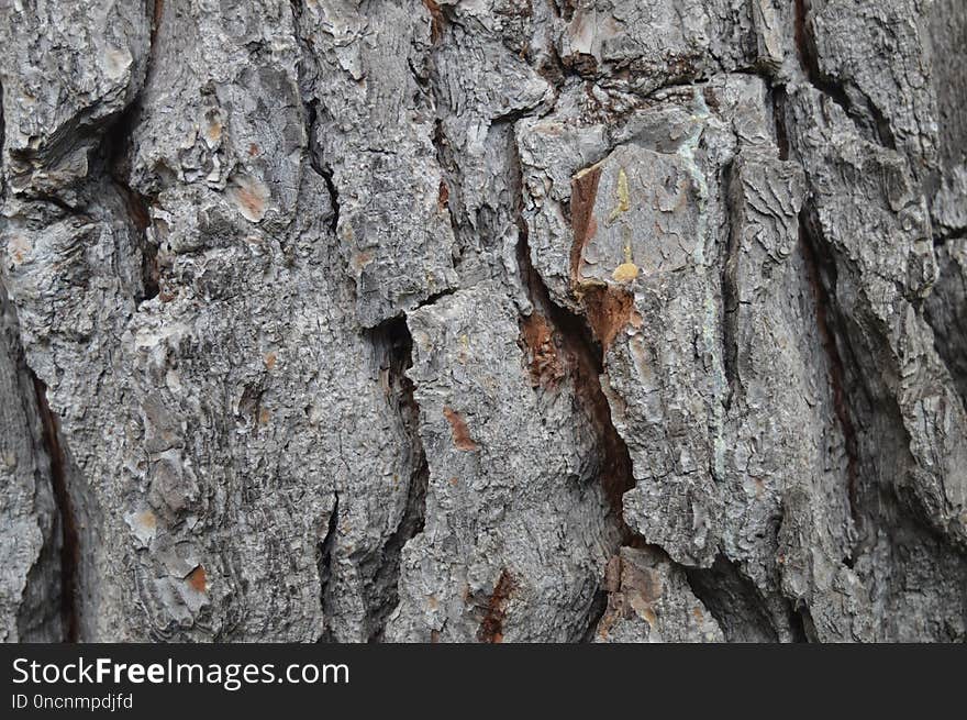 Tree, Trunk, Wood, Rock