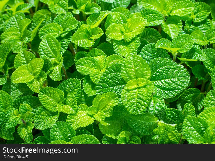 Green Leaves Natural Background