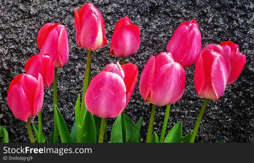 Image of a bunch of beautiful pink tulips in black background of a wall. Image of a bunch of beautiful pink tulips in black background of a wall.