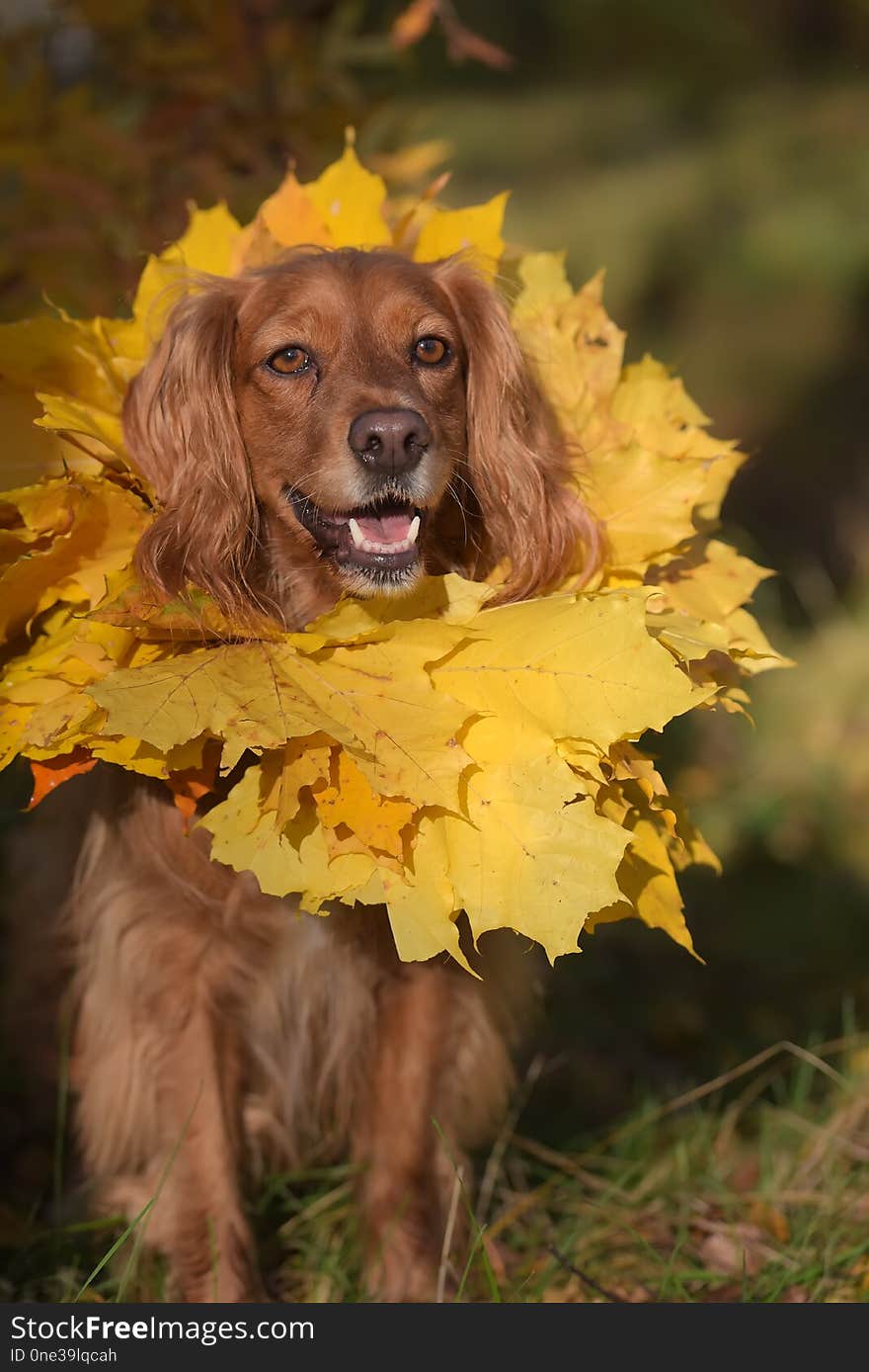 Red english spaniel with a wreath of autumn leaves around his neck