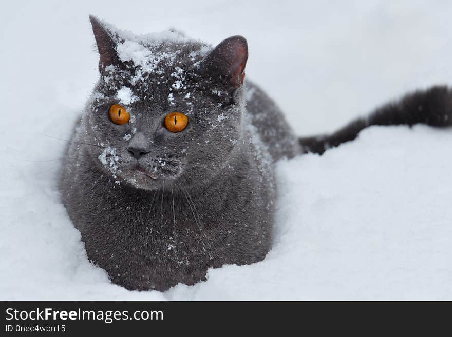 British cat sits in a deep snowdrift