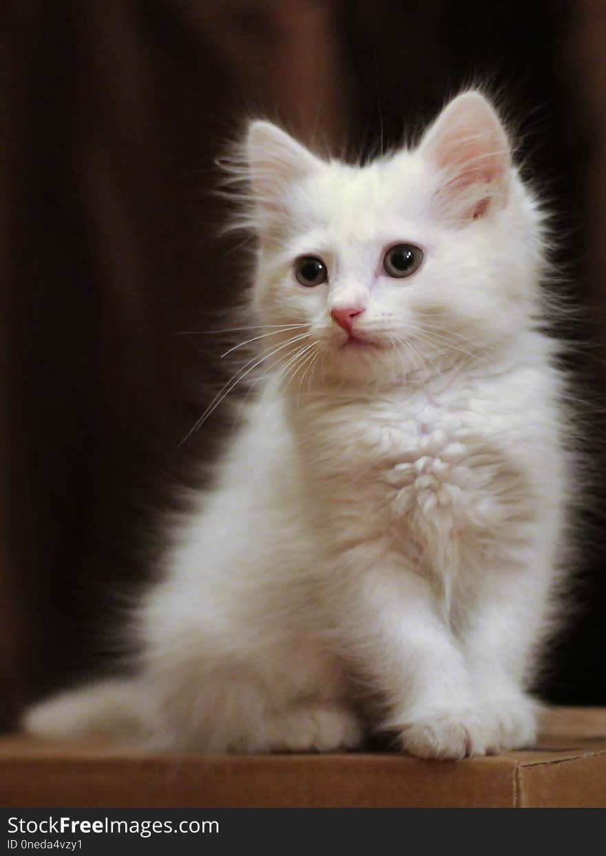 Portrait of white kitten on brown background