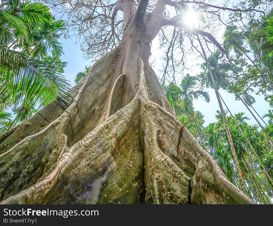 Ficus albipila, giant tree at Uthaithani, Thailand