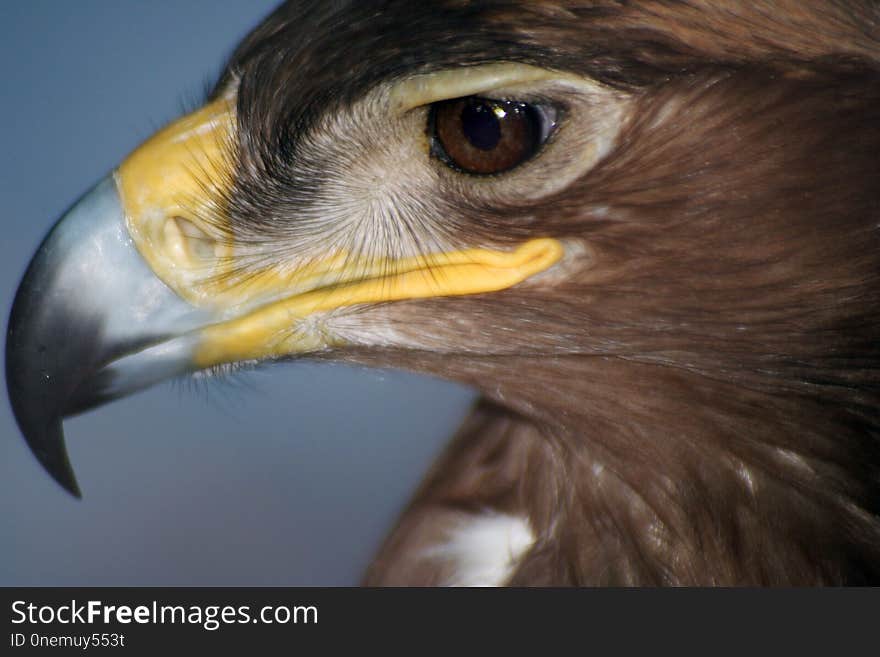 Eagle In Captivity. King Of The Bird Kingdom.