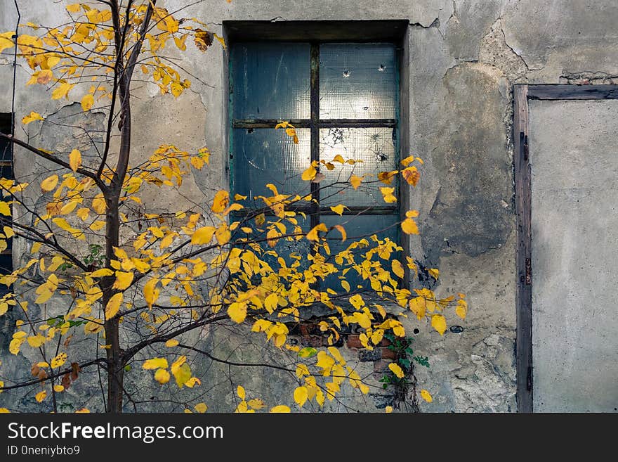 Abandoned warehouse entrance on concrete wall, facade with window and tree