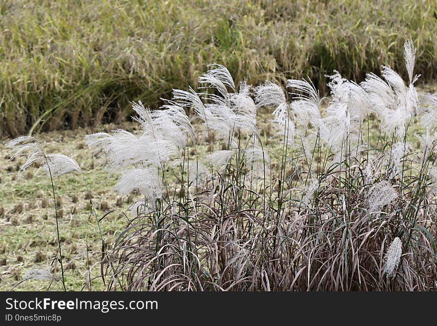 Ecosystem, Grass, Plant, Grass Family