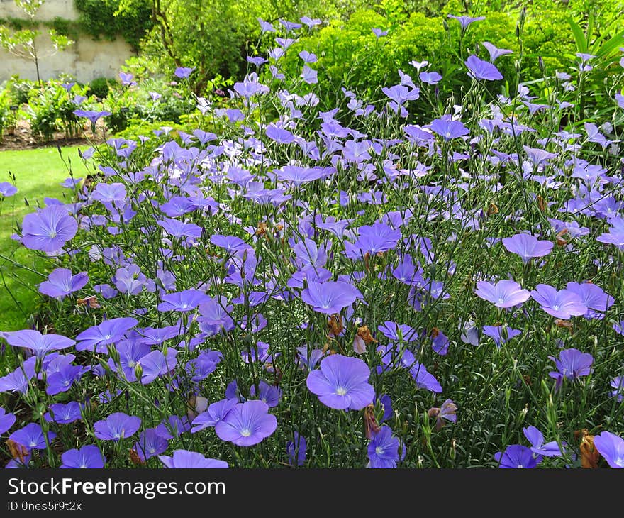 Flower, Plant, Flowering Plant, Flora