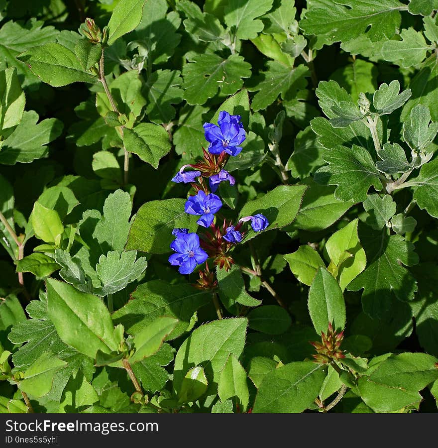 Plant, Flower, Flowering Plant, Subshrub