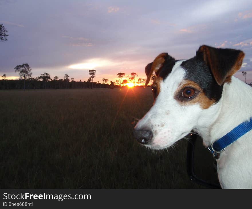 Dog Breed, Dog, Jack Russell Terrier, Russell Terrier