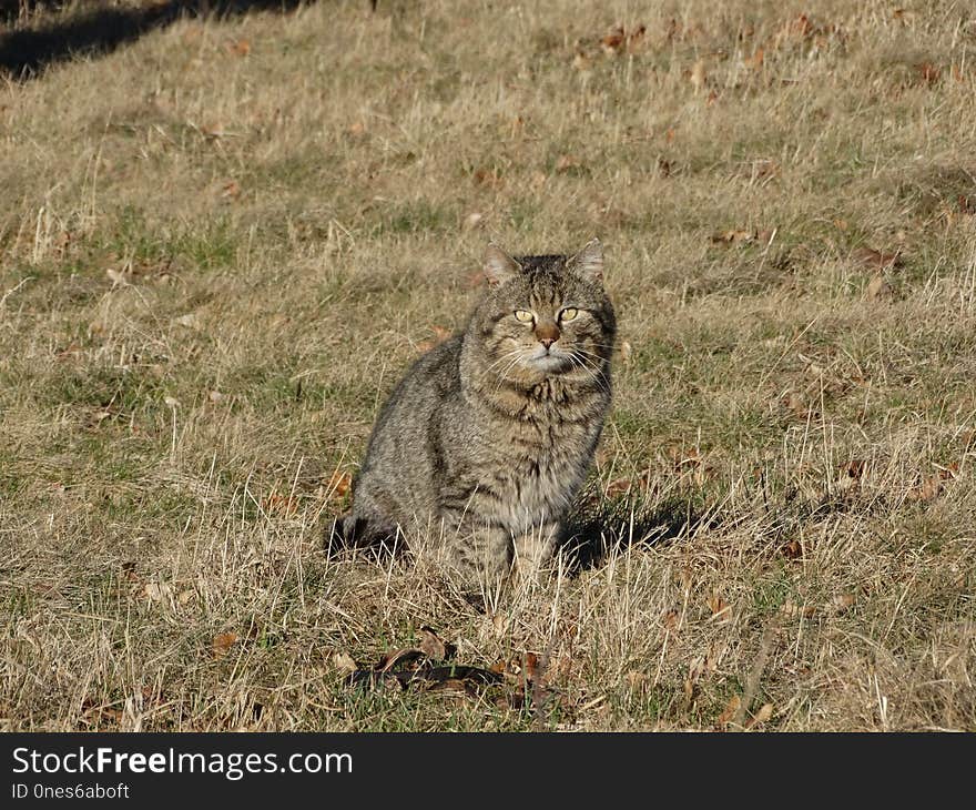 Wildlife, Fauna, Mammal, Small To Medium Sized Cats