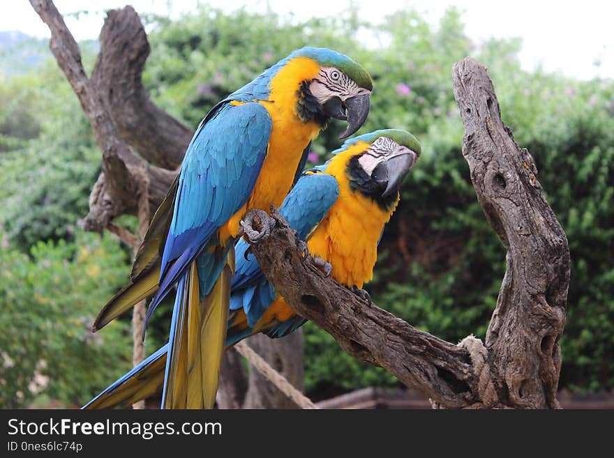 Bird, Macaw, Parrot, Fauna