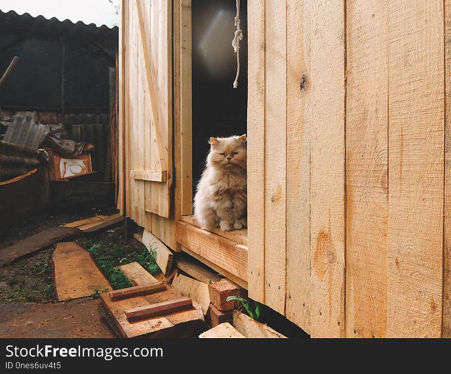 Wood, Home, Small To Medium Sized Cats, Window