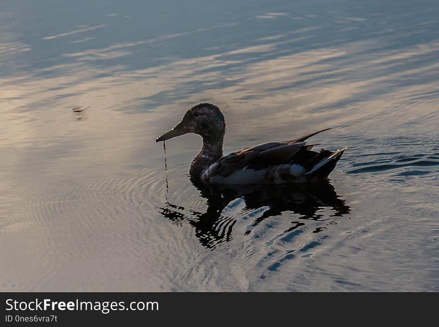 Water, Bird, Water Bird, Duck