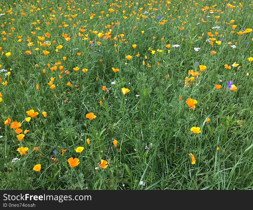 Flower, Wildflower, Field, Meadow