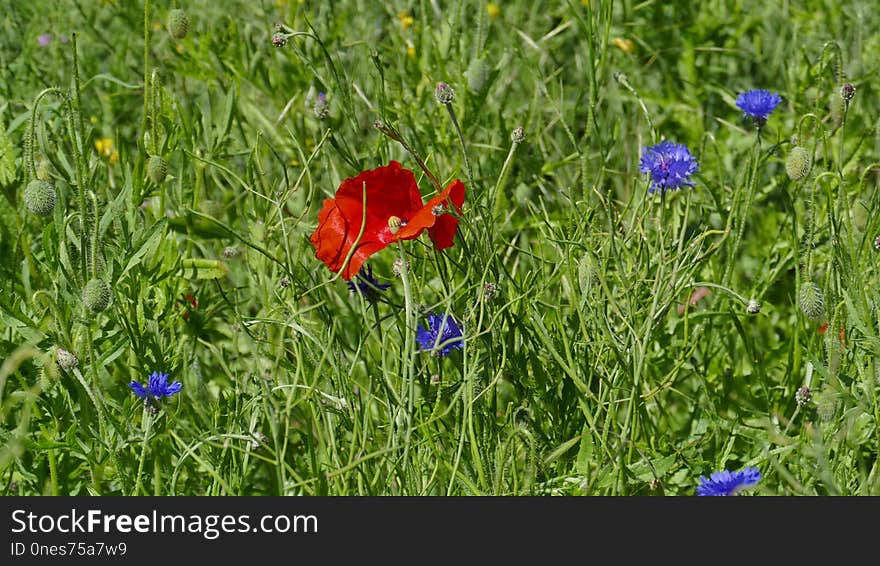 Flower, Meadow, Wildflower, Plant