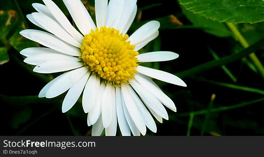 Flower, Oxeye Daisy, Flora, Daisy