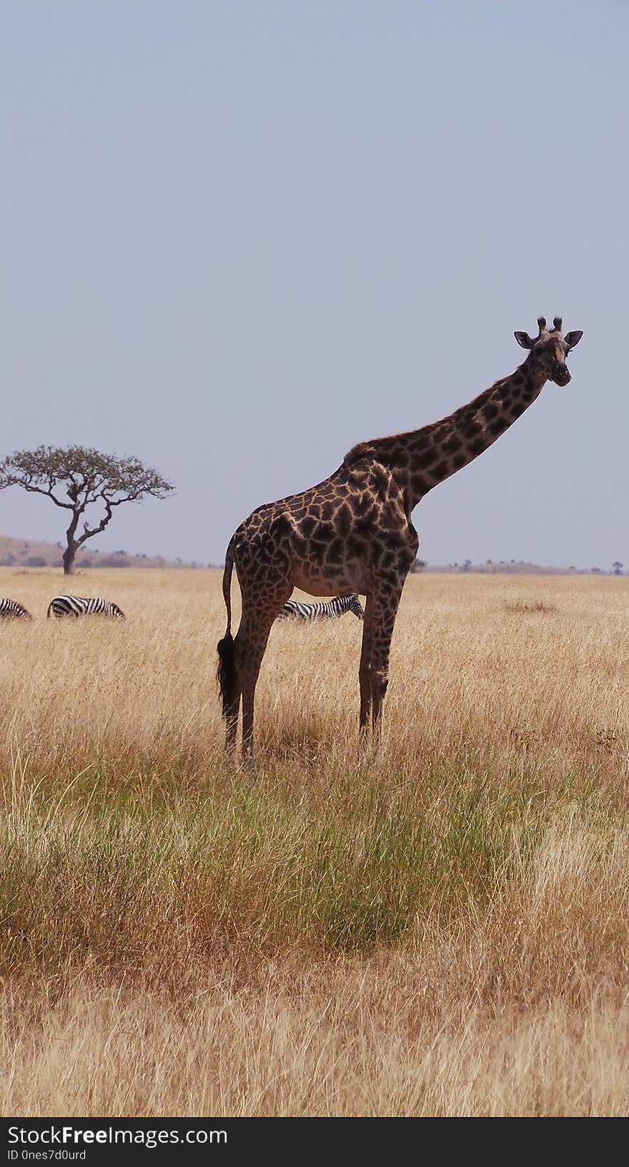 Giraffe, Wildlife, Grassland, Giraffidae