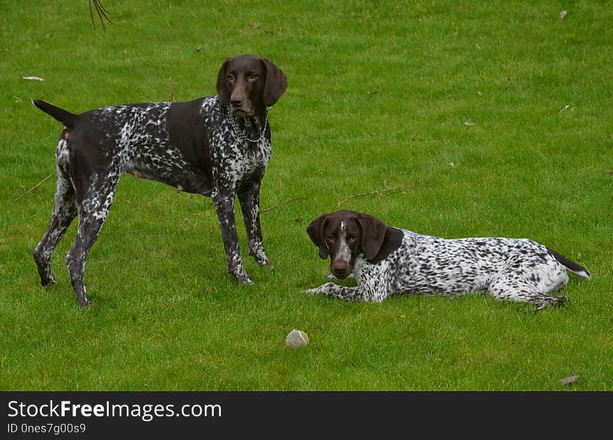 Dog Breed, Dog, Old Danish Pointer, Dog Like Mammal