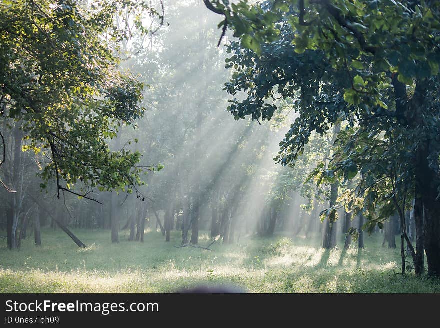 Nature, Ecosystem, Tree, Vegetation