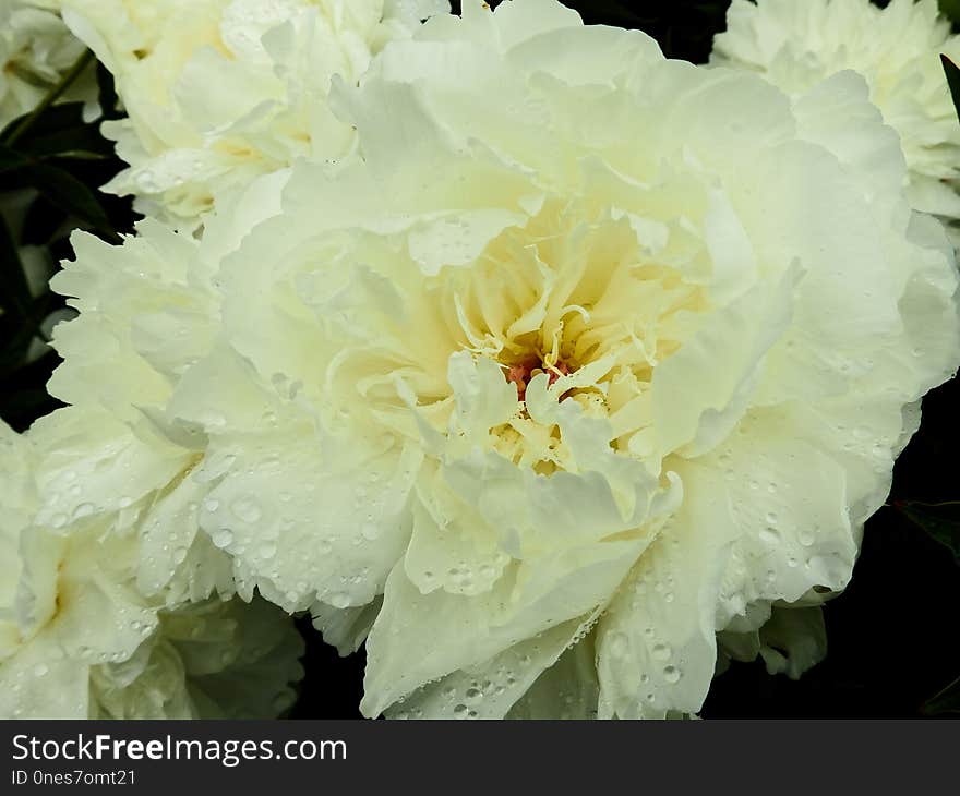 Flower, White, Flowering Plant, Plant