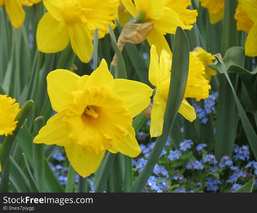 Flower, Plant, Yellow, Flowering Plant