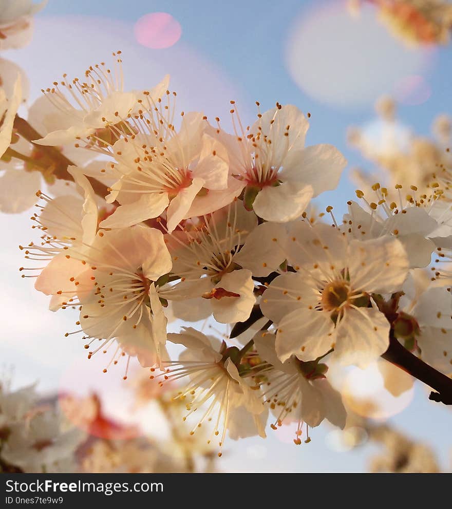 Blossom, Flower, Spring, Cherry Blossom