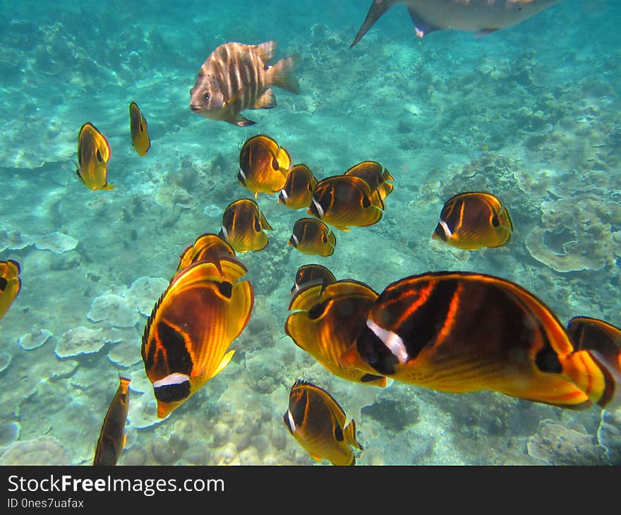 Ecosystem, Marine Biology, Coral Reef Fish, Underwater