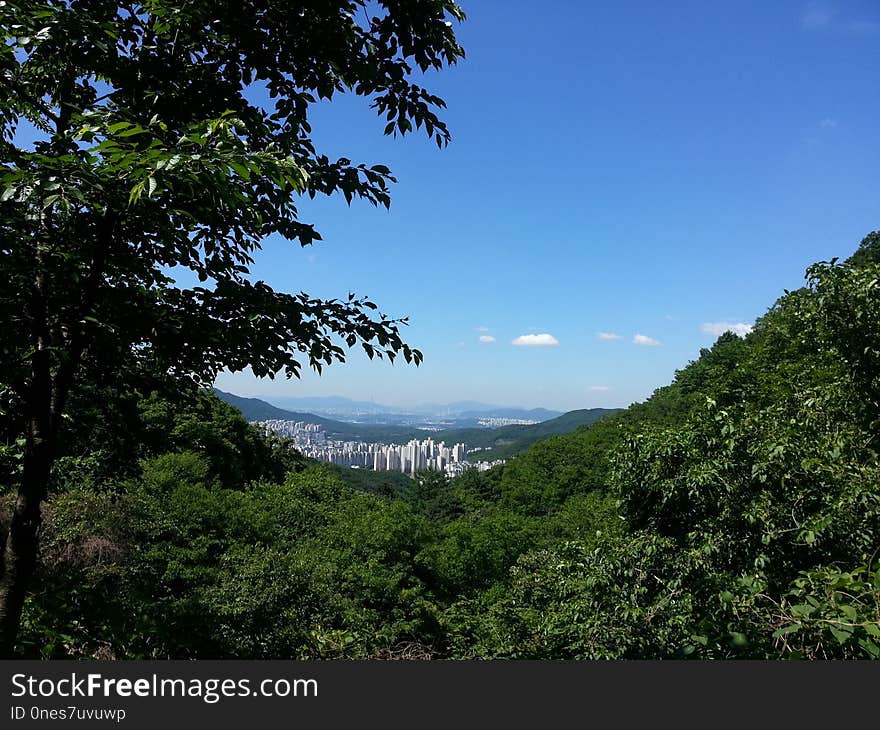 Sky, Nature, Vegetation, Tree