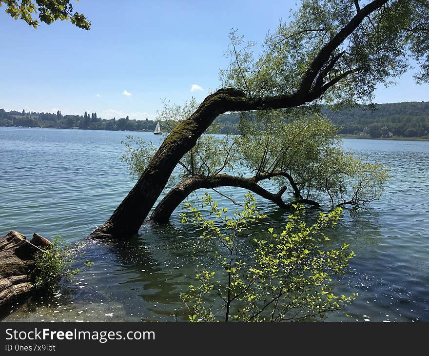 Water, Body Of Water, Tree, Bank