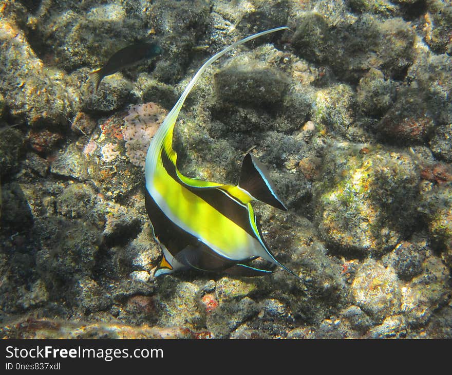 Marine Biology, Underwater, Ecosystem, Reef